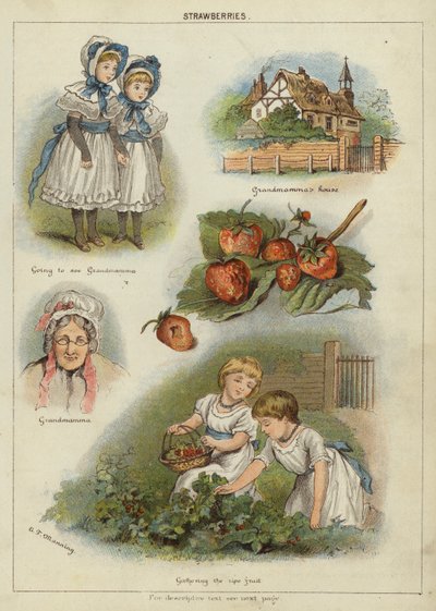 Fraises - Miss Eliza F. Manning