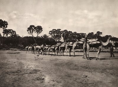 Caravane de chameaux, 09/05/1936 - Modestino Baldinetti