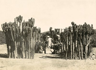 Puits à Nacfa, 09/05/1936 - Modestino Baldinetti
