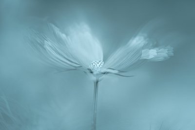 Fleur bleue de rêve - Molly Fu APA