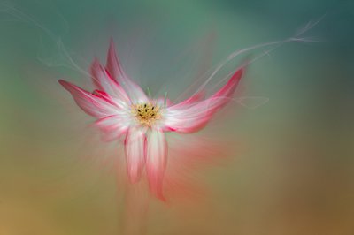 Fleur rose éthérée - Molly Fu APA
