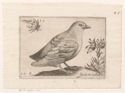 Oiseau
Passra Indiana (titre sur l