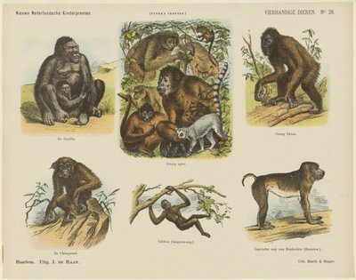 Animaux à quatre mains - Monogrammist A.K.