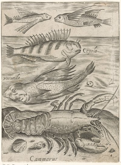 Étude de quatre poissons et un homard
Piscium vivae icones (titre de la série) - Monogrammist P+P