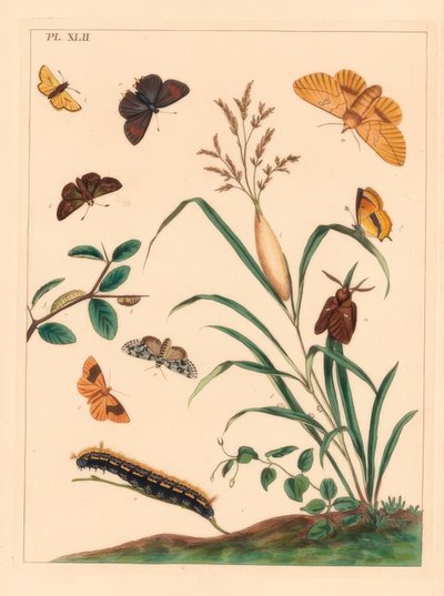 Papillon buveur, Euthrix potatoria, bande brune, Thecla betulae, grand skipper, Ochlodes sylvanus, petit skipper, Thymelicus sylvestris, rare merveille du jour, Dipthera runica, et ombre barrée, Plagodis pulveraria - Moses Harris