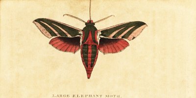 Sphinx de l