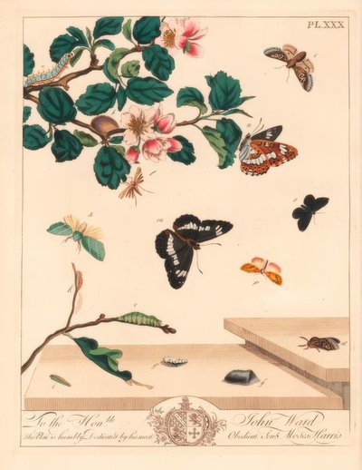 Papillon de nuit à huit chiffres, Diloba caeruleocephala, amiral blanc, Limenitis arthemis, balayeur de cheminée, Odezia atrata, arches rouges, Callimorpha miniata, papillon à plumes brunes, Pterophorus pterodactylus, lignes argentées rares, Bena bicoloran - Moses Harris