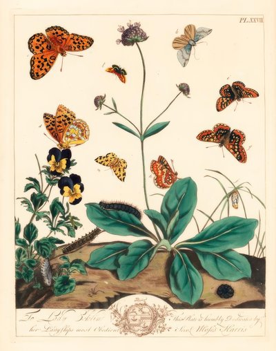 Fritillaire grasse, Euphydryas aurinia, fritillaire brun foncé, Fabriciana adippe, papillon de nuit à trois bandes, Aplocera plagiata, jaune tacheté, Pseudopanthera macularia, et papillon de nuit cramoisi et or, Pyrausta purpuralis, sur scabieuse du diable - Moses Harris