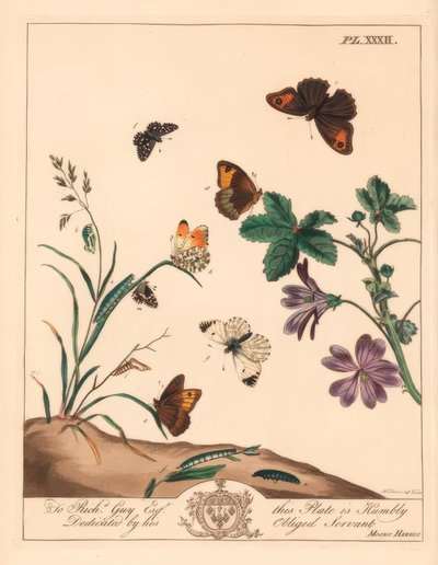 Papillon marron des prés, Maniola jurtina, dame des bois ou pointe orange, Anthocharis cardamines, et skipper grisonnant, Pyrgus alveolus - Moses Harris