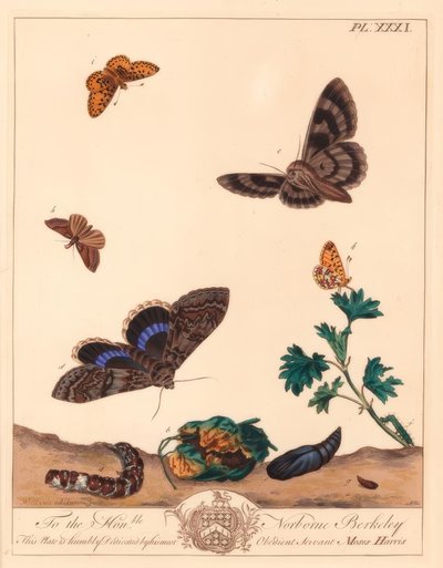 Petit nacré et papillon de nuit Clifden nonpareil - Moses Harris