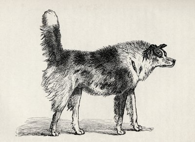 Chien de berger métis avec des intentions hostiles, de 
