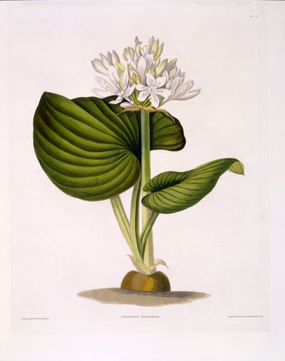 Pancratium Amboinense, planche 20 de 