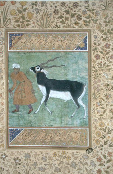 Un cerf noir indien conduit par son gardien, c.1616 - Mughal School