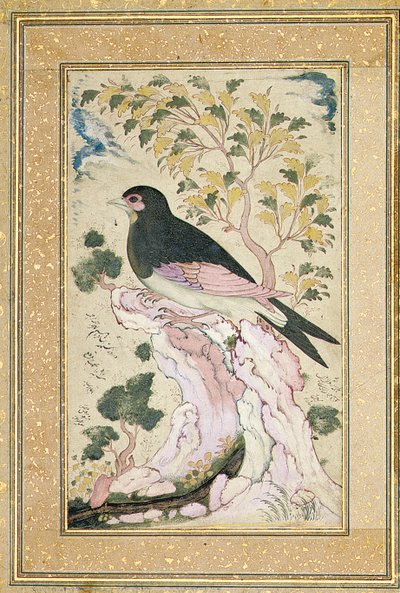 Oiseau perché sur un rocher, 1684 - Muin Musavvir