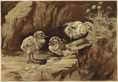 Le rocher des mouettes - N. Parker