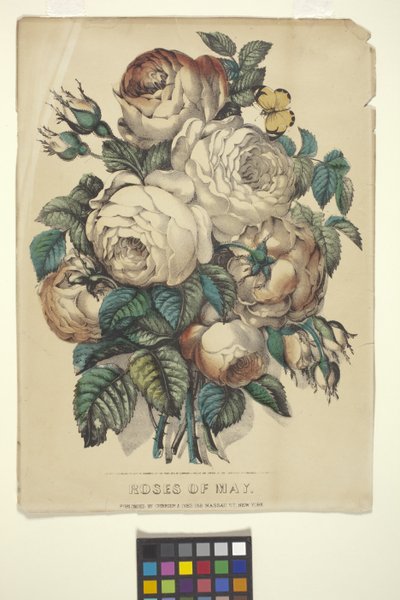 Roses de mai - N. and Ives J.M. (1824 95) Currier