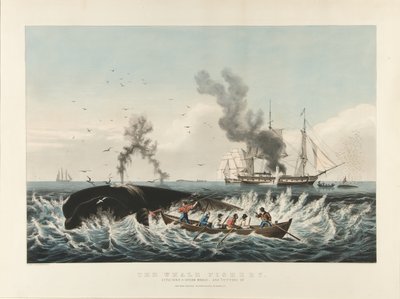 La pêche à la baleine : Attaque d