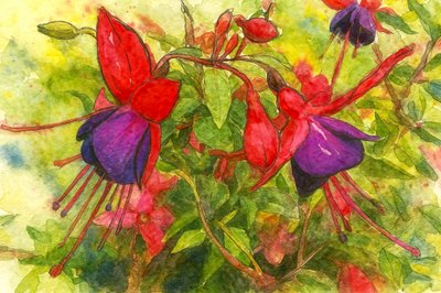 Fleurs fuchsia éclatantes - Natalie Bruns