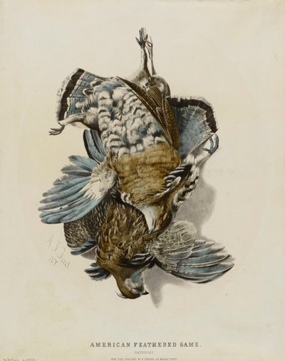 Gibier à plumes d