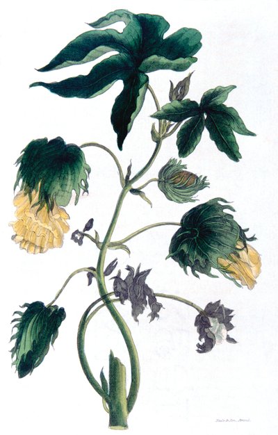 Gossypium - plante de coton, 1823 - Neale and Son