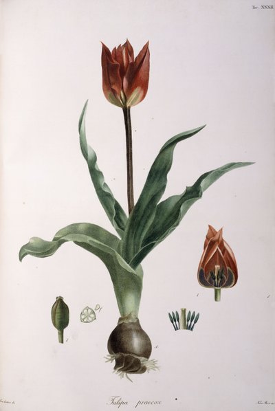 Tulipa praecox, 1811-1829 - Neapolitan School