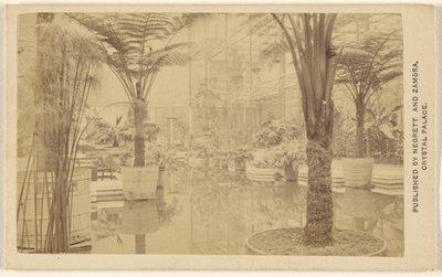 Trophées [pousses de plantes, intérieur du Palais de Cristal]. - Negretti and Zambra