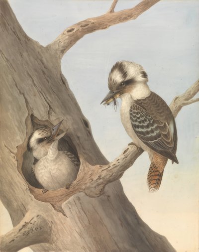 Martin-chasseur géant (Kookaburra) - Neville Henry Cayley
