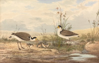 Vanneau masqué, Vanellus miles - Neville Henry Cayley