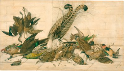 sans titre (Oiseaux de gibier australiens) - Neville Henry Cayley