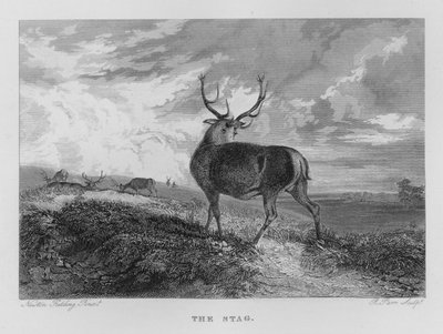 Le Cerf - Newton Fielding