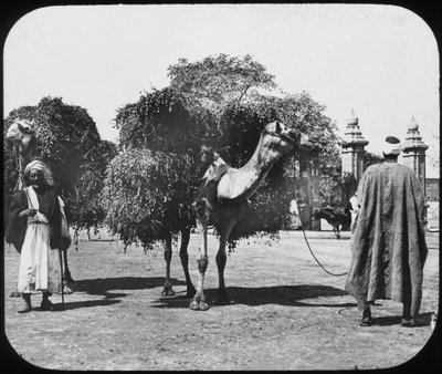 Chameaux transportant du fourrage, Égypte, vers 1890 - Newton and Co