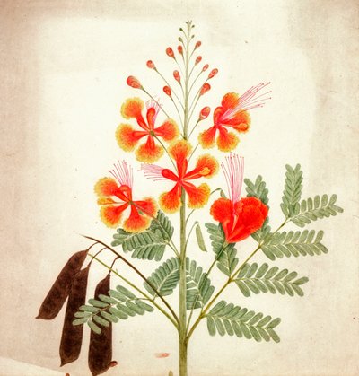 Étude de fleurs, vers 1840 - Nicholas Tomlinson