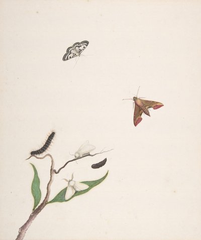 Chenille et deux papillons de nuit sur une branche et deux papillons, début 18e-milieu 18e siècle - Nicolaas Struyk