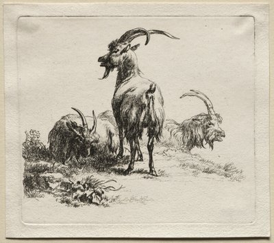 Animalia : Trois chèvres - Nicolaes Berchem