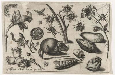 Fleurs, une souris, insectes et une moule - Nicolaes de Bruyn (possibly)
