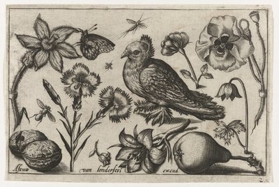 Fleurs, une poire et une colombe (Vogels, bloemen, insecten etc.) - Nicolaes de Bruyn (possibly)
