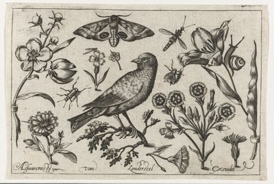Fleurs, insectes, paon de nuit et un corbeau - Nicolaes de Bruyn (possibly)