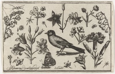 Fleurs, papillon et un oiseau - Nicolaes de Bruyn (possibly)