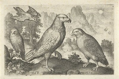 Aigle et autres rapaces (Vogels en insecten) - Nicolaes de Bruyn