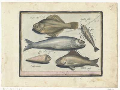 Bar, crevette, éperlan et perche Libelivs varia Genera piscium complectens Poissons d