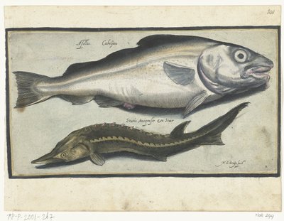 Morue et esturgeon - Nicolaes de Bruyn