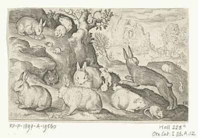 Lapins, écureuil, cochon d