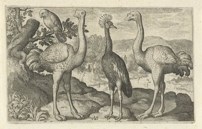 Grue couronnée entre deux autruches. Oiseaux et insectes - Nicolaes de Bruyn