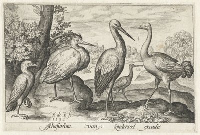 Cigogne, grue, héron et spatule - Nicolaes de Bruyn