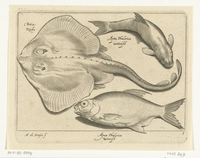 Raie, brème et poisson blanc - Nicolaes de Bruyn