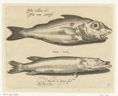 Aiglefin et brochet - Nicolaes de Bruyn