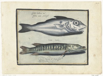 Églefin et brochet - Nicolaes de Bruyn