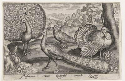 Deux paons et une dinde - Nicolaes de Bruyn