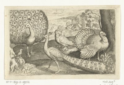 Deux paons et une dinde - Nicolaes de Bruyn
