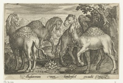 Quatre dromadaires - Nicolaes de Bruyn